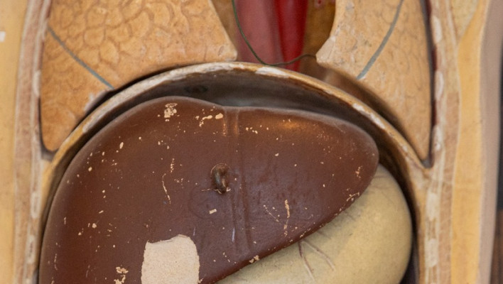 detailfoto van pop met organen